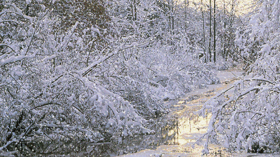 A White Tree Trunk Christmas