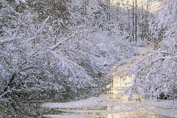 White Tree Trunks | White Christmas in Bakersfield