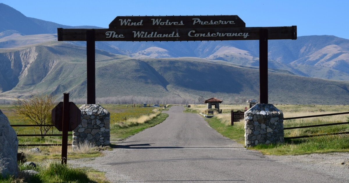 Wind Wolves and Waterfalls in Bakersfield